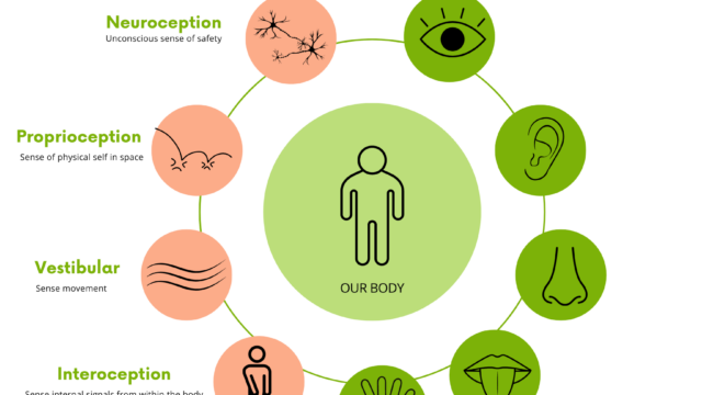 Vertical-sensory-systems-1